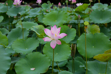 Pink and white lotus flowers in full bloom with green leaves