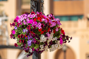 Exposure of Ipomoea flowers in vases, also known as Morning Glory, present all around the beautiful city of Doha, Qatar, giving a amazing colorful to the city