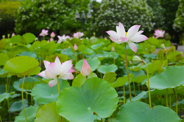 Pink and white lotus flowers in full bloom with green leaves