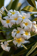 THAILAND NONTHABURI PAK KRET FLOWER PLUMERIA