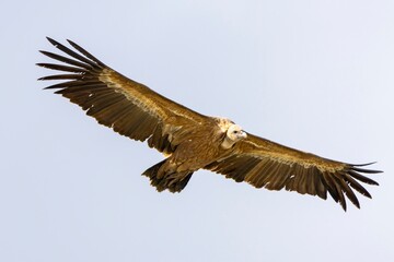 Griffon vulture (Gyps fulvus) soaring in clear skies over Monfragüe National Park, Extremadura, Spain — majestic bird in flight