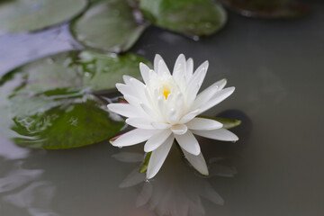Blooming white water lily in pond