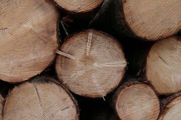 Fir wood texture