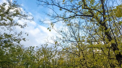 Sunny day in a lush forest with budding spring leaves, nature rejuvenation, Earth Day