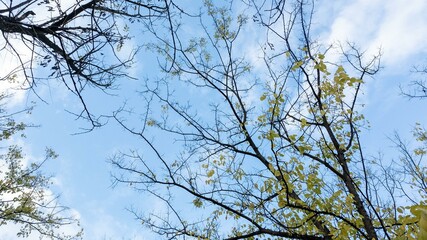 Bare tree branches against a blue sky, early spring renewal, nature awakening, fresh growth background