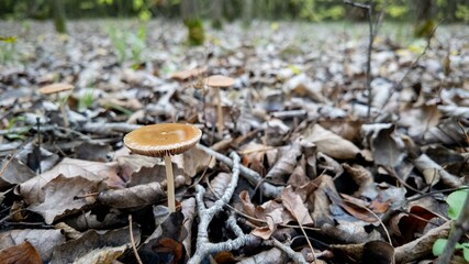 Mushrooms emerging through forest floor's fallen leaves, autumn harvest theme, nature exploration, wilderness hike ambiance