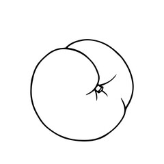 Line sketch,contour of sweet peach,nectarine fruit.Vector graphics.