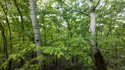 Obraz premium Lush green forest with birch trees, springtime renewal, nature tranquility, vibrant woodland scenery