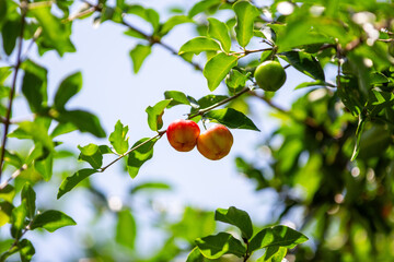 Aceroleira com fruta madura. Acerola. Brasil.	