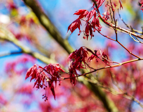 Amazing young red (!) leaves of   Japanese maple tree in Japanese garden