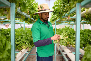Obraz premium Worker examining hydroponic lettuce in vertical farming greenhouse