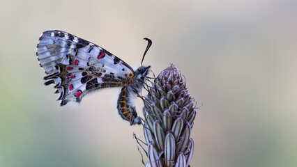 photos of butterflies from wildlife and nature