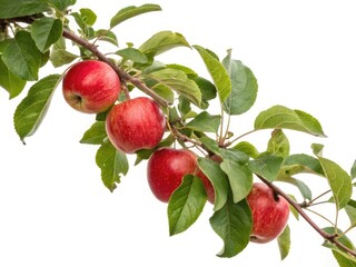 red apples on a branch