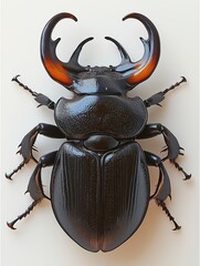 Rhinoceros beetle