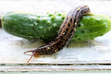 A snail crawls on a cucumber
