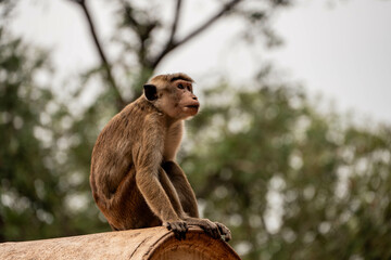 ape on a wall of a temple in damballa, sri lanka