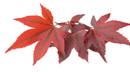 Red maple leaf isolated on white background