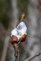 buds of a willow