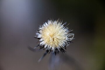 dandelion seed head