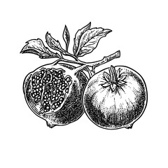 Intricate hand-drawn illustration of pomegranates showcasing vintage engraving style in black and white