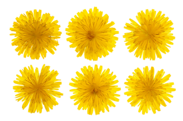 Set different dandelion flower isolated on white, Taraxacum officinale, clipping path	