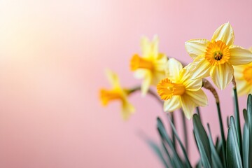 Fototapeta premium Easter Background, Easter Banner, Beautiful Yellow Daffodils Spring Flowers on Pink Background Floral Nature Photography