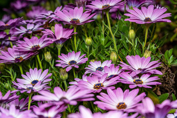Vibrant Purple African Daisies in Full Bloom