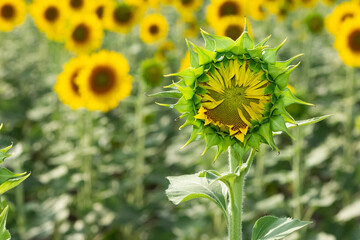 yellow flowers, agricultural products. photos of sunflowers.