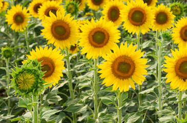 Obraz premium yellow flowers, agricultural products. photos of sunflowers.