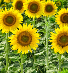 Obraz premium yellow flowers, agricultural products. photos of sunflowers.