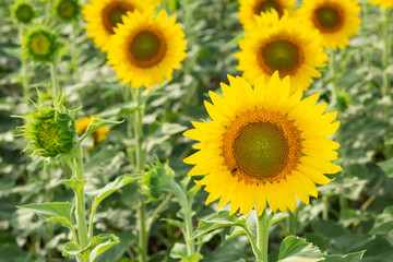 yellow flowers, agricultural products. photos of sunflowers.