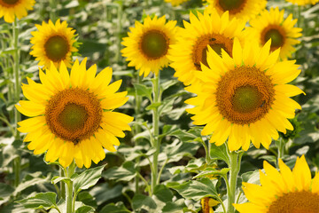 Obraz premium yellow flowers, agricultural products. photos of sunflowers.