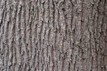 Tree bark texture background close-up