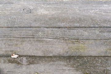 Old wooden boards with small patches of moss