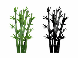 bamboo isolated on white background