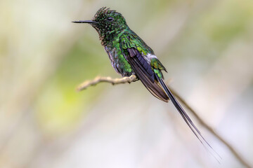 Green thorntail (Discosura conversii), male. Cartago Province, Turrialba, Costa Rica. Selective focus on bird's eye