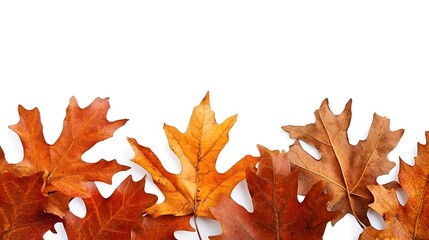 Fototapeta premium Autumn Dried Leaves Border White Background Fall Foliage