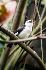 White-headed buffalo weaver or white-faced buffalo-weaver (Dinemellia dinemelli) on a tree branch