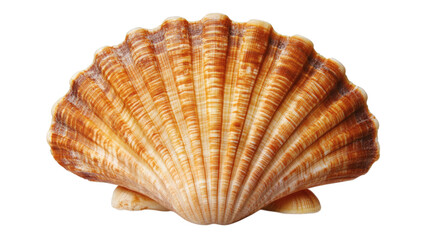 Obraz premium Seashell isolated on white background