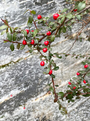 A branch of a bush with green leaves and small red berries against the background of a wooden, slightly snow-covered floor made of oblong gray dosaks, close-up, view from above. Cloudy winter day.