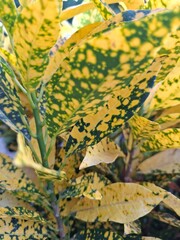 beautiful Aucuba japonica in a garden most known as brasileirinha © Mariana