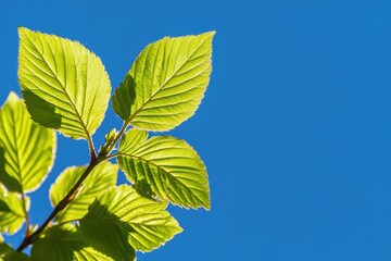 青空の下で鮮やかな緑の葉が太陽の光を受けて輝く自然の美しさ