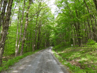 Fototapeta premium Visitors can enjoy the beautiful scenery, while driving Forest Road 80, and hiking the trails along the way. Canaan Valley National Wildlife Refuge, Tucker County, Davis, West Virginia.
