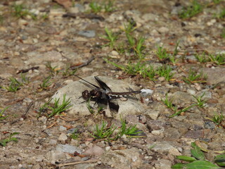 A common whitetail dragonfly living within the wetlands of the Canaan Valley National Wildlife Refuge, Tucker County, Davis, West Virginia.