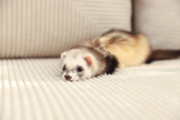 Cute ferret lying on sofa. Domestic pet