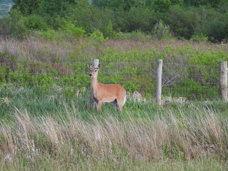 Whitetail deer living within the Canaan Valley National Wildlife Refuge, Tucker County, Davis, West Virginia.