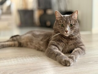Gray cat laying on the floor portrait