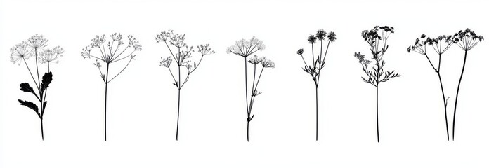 A symbolic depiction of a feverfew flower in silhouette, set against a transparent background