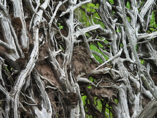 Root system of a fallen tree, natural texture. Canaan Valley National Wildlife Refuge, Tucker County, Davis, West Virginia.