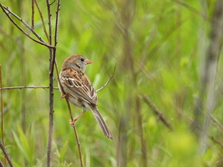 Field sparrow perched on a branch, within the Canaan Valley National Wildlife Refuge, Tucker...